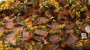 Gamers Grass: Broom Flowers
